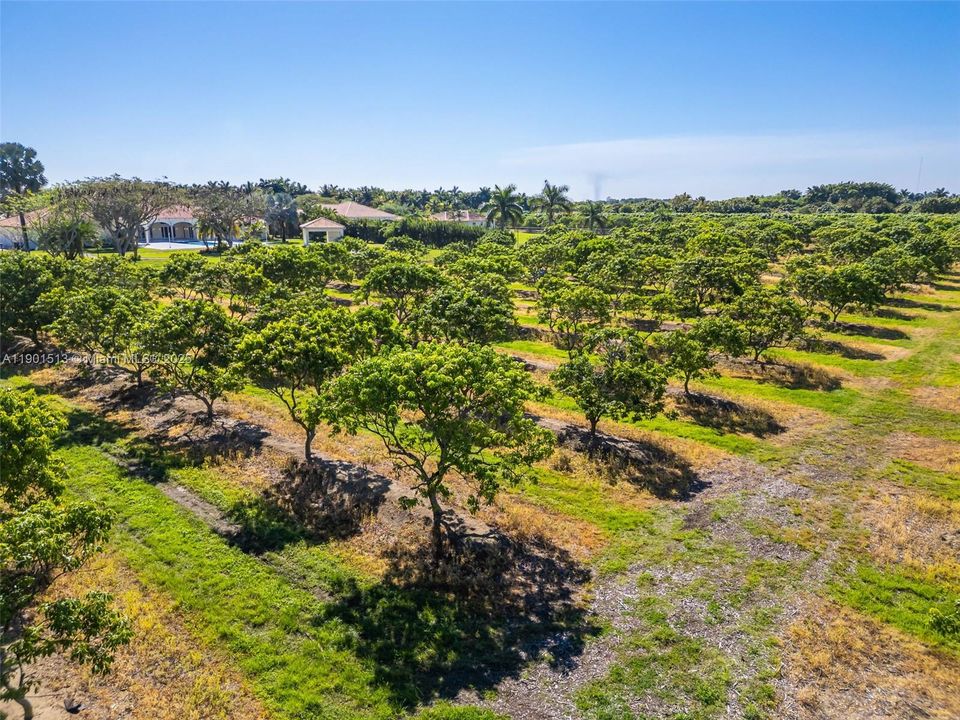 2.5 ACRE LYCHEE GROVE WRAPS THE PROPERTY. THE  GROVE OFFERS PRIVACY AROUND THE GROUNDS AND CAN HANDLE/ REOUTFIT AS NEEDED ANY OVERFLOW PARKING.