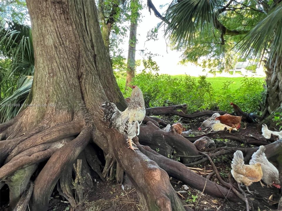 Shade for chickens and other migrating birds. Crested caracaras, painted buntings