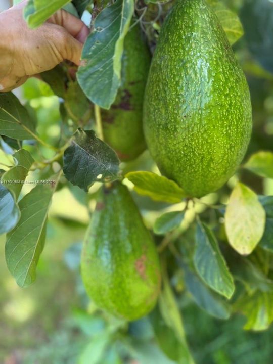 Fruiting avocado trees