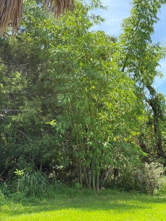 Clumping Bamboo on southern lot boundary