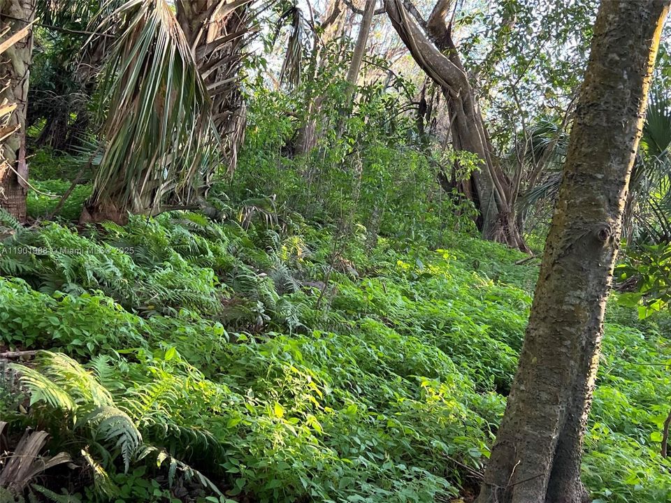 Native floor on southern side of lot