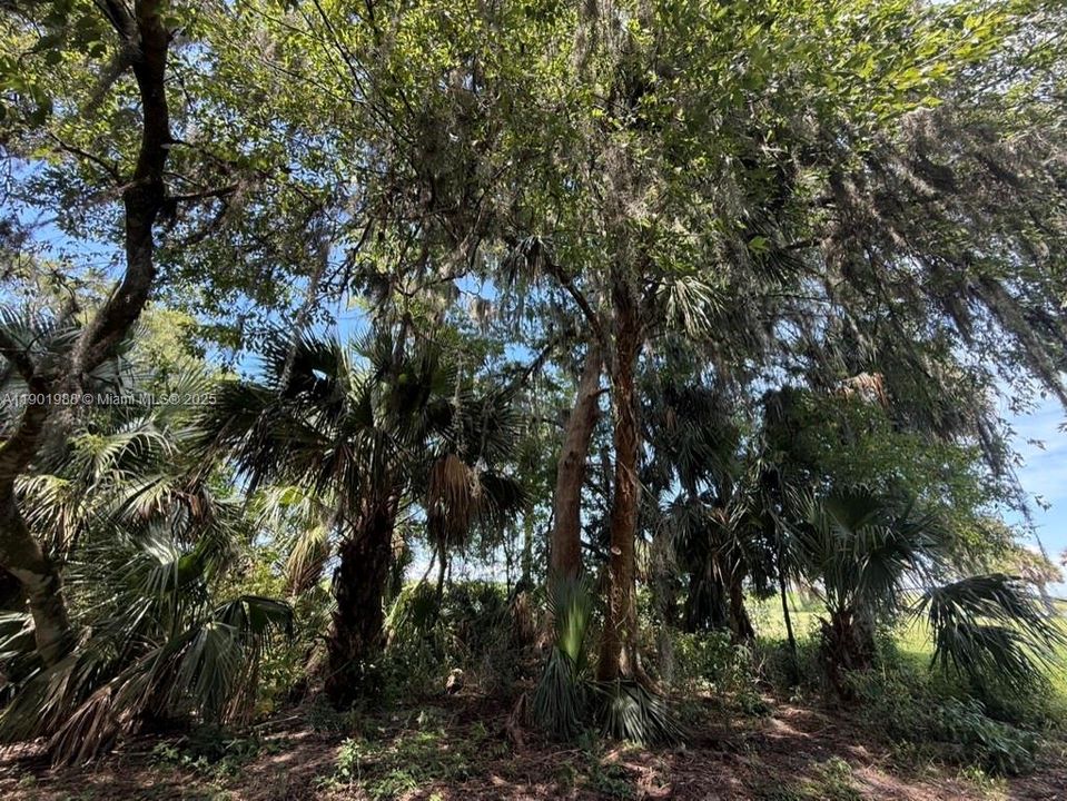 Shaded southern side of lot left natural and a park like setting
