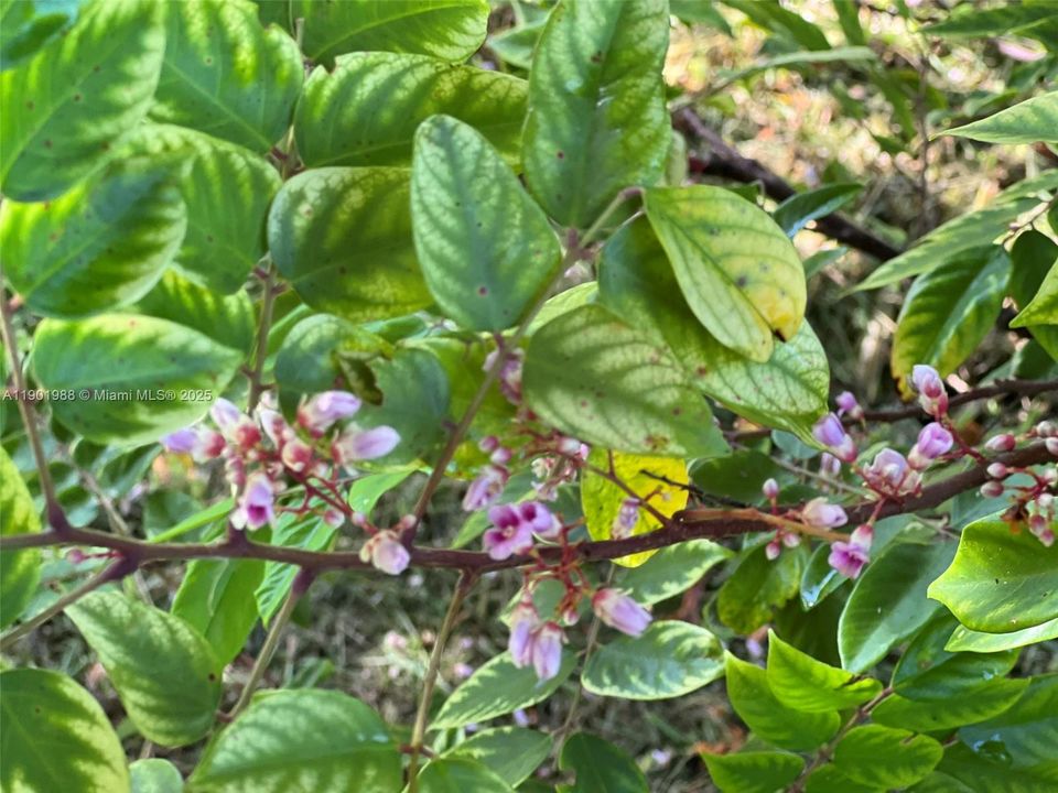 Fwang Tung and Bell Carambola Star fruit