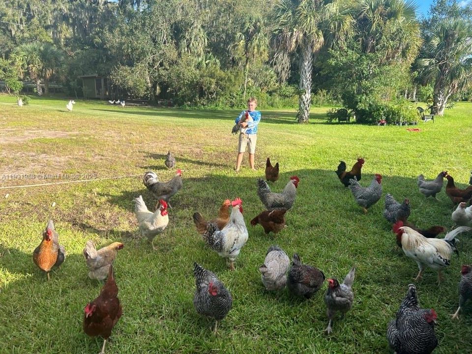 Chickens love free ranging in this lot with lots of shade for protection