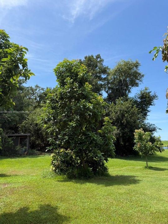 Fruiting mango trees growing