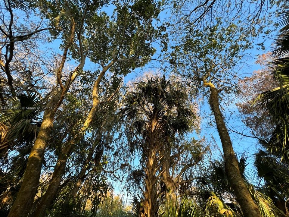Natural canopy for bird watching and camping.