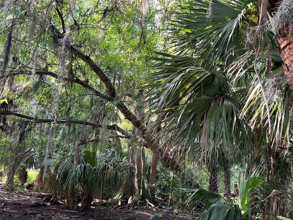 Southern portion of lot shaded and preserved naturally with Cypress, fern and elm trees.
