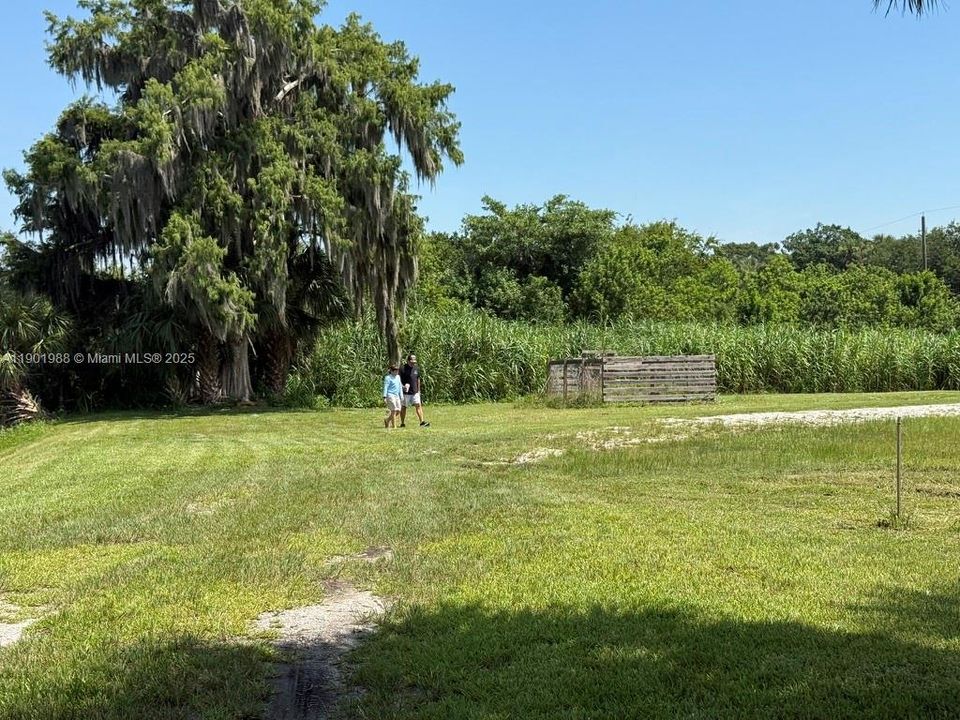 mature cypress, Elderberry, cabbage sabal palm and elm trees