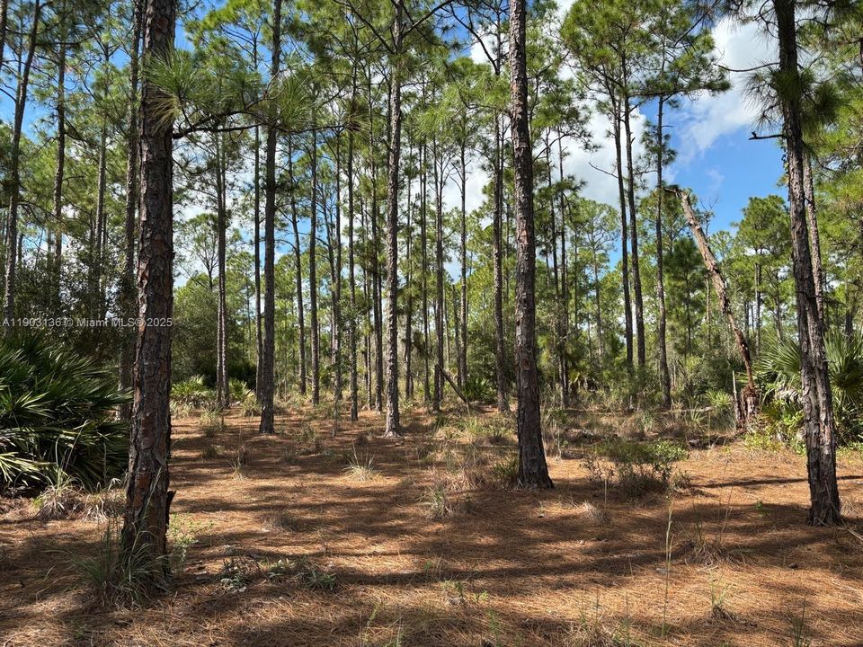 待售: $375,000 (7.42 acres)