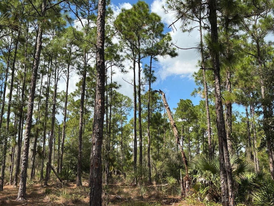 待售: $375,000 (7.42 acres)