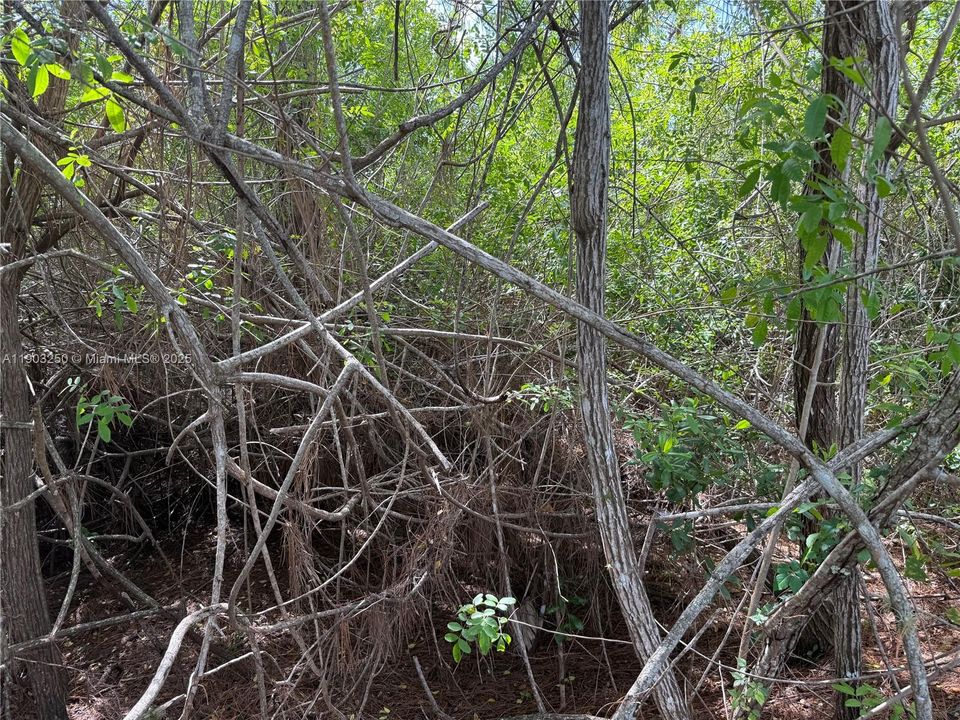 待售: $29,900 (1.26 acres)