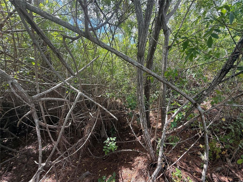 待售: $29,900 (1.26 acres)