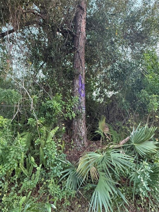 待售: $29,900 (1.26 acres)