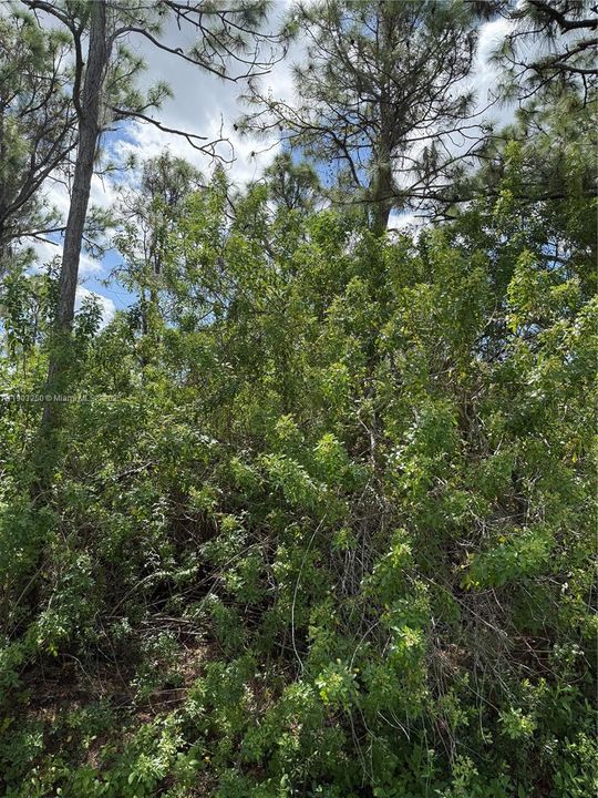 待售: $29,900 (1.26 acres)