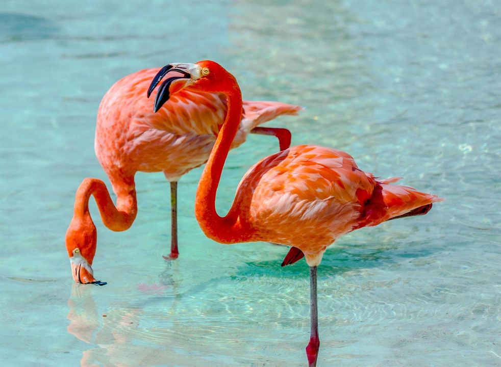 Palm Beach Zoo