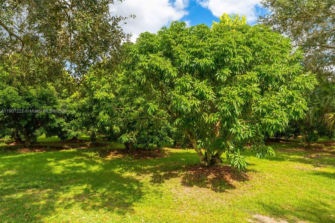 Lychee Grove- 95 tree's