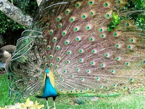 For Sale: $5,600,000 (3 beds, 3 baths, 2744 Square Feet)