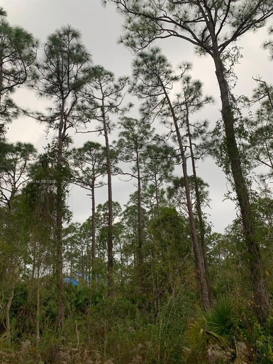 На продажу: $32,000 (0.33 acres)