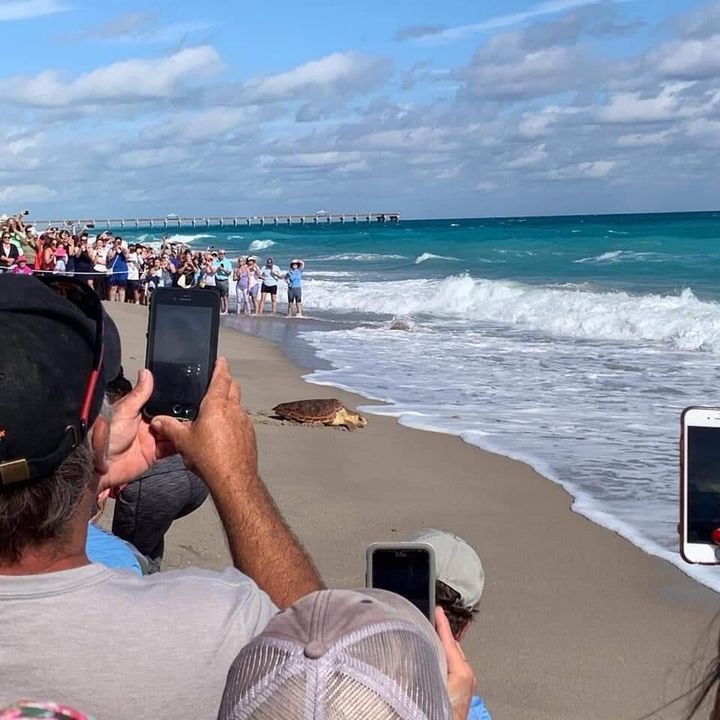 Loggerhead Turtle Release