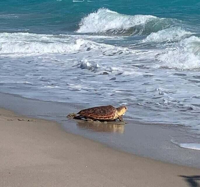 Loggerhead Turtle Release