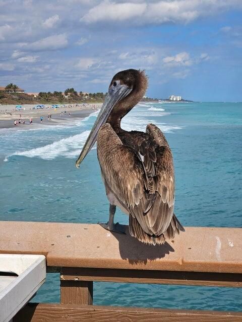 Juno Beach Pier