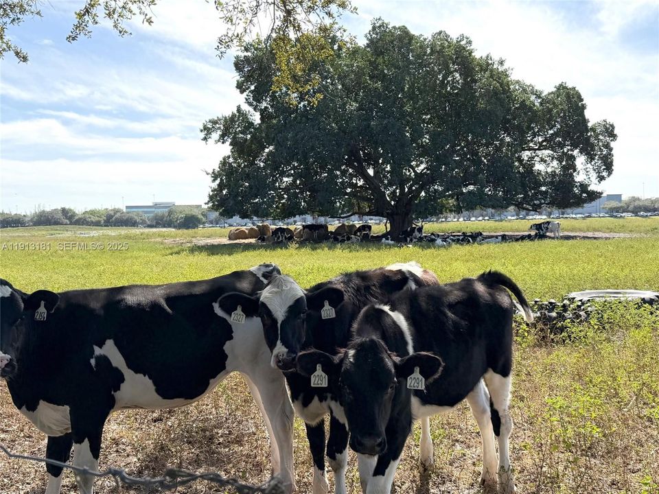 The cows are an important part of the history within Miami Lakes.