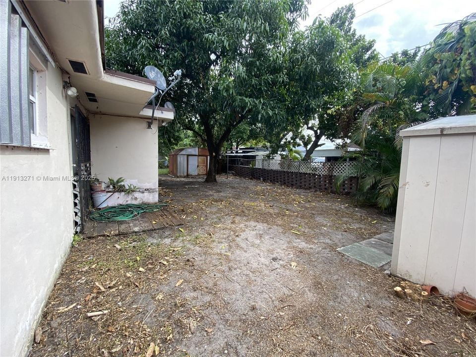 Enjoy delicious mango tree