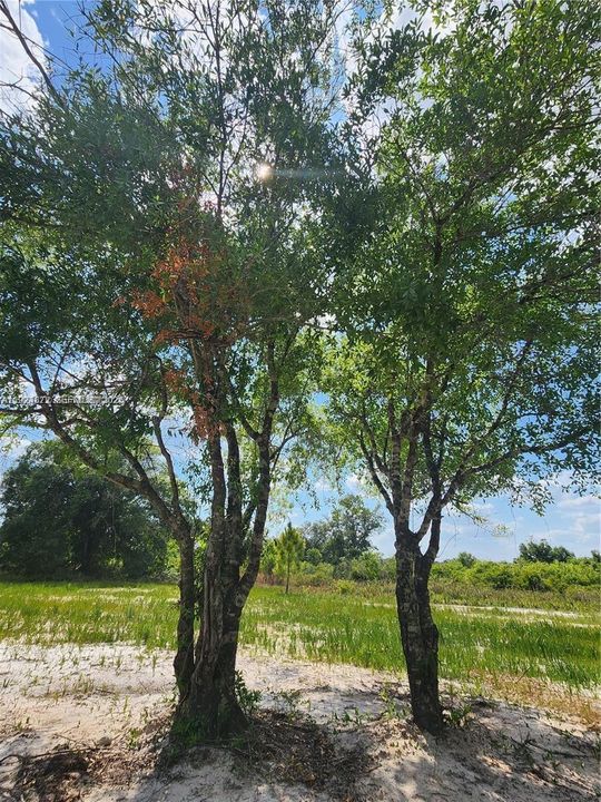 For Sale: $48,500 (1.25 acres)