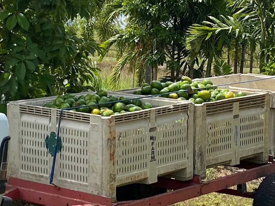 Income producing avocado grove