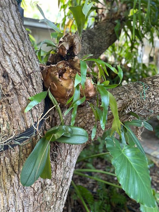 En Renta: $2,300 (1 camas, 1 baños, 600 Pies cuadrados)