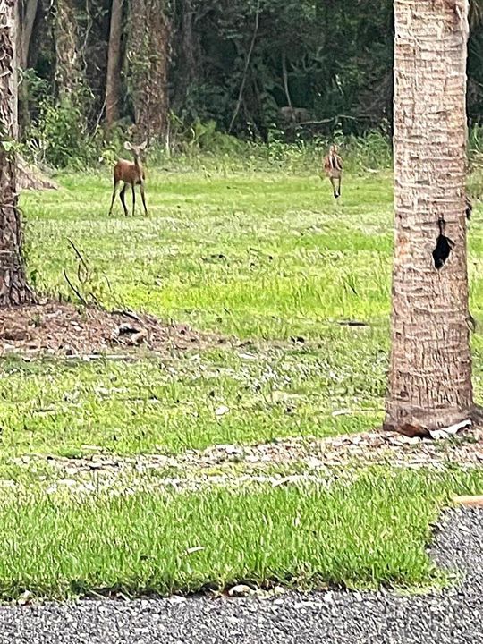 ludlum bambi