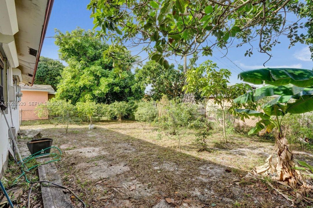 Banana Trees and Avocado trees