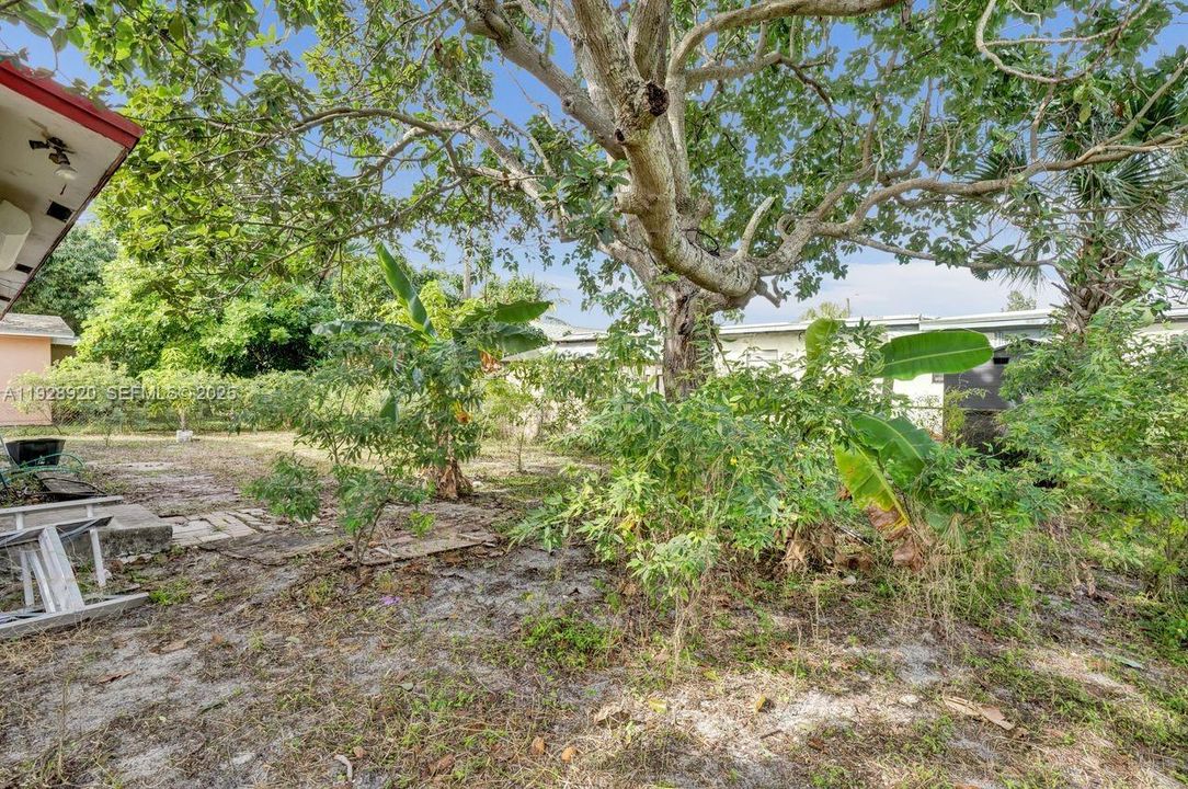 Fenced yard with large Avocado tree out back