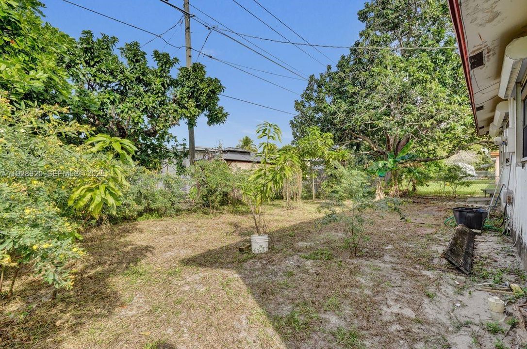 Mango Tree and Several Pigeon Pea trees producing in backyard
