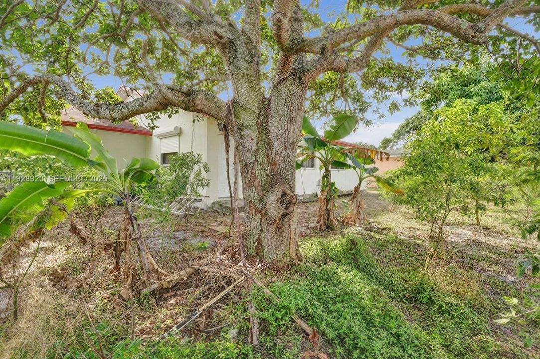 Large Avocado tree out back and some Banana Trees