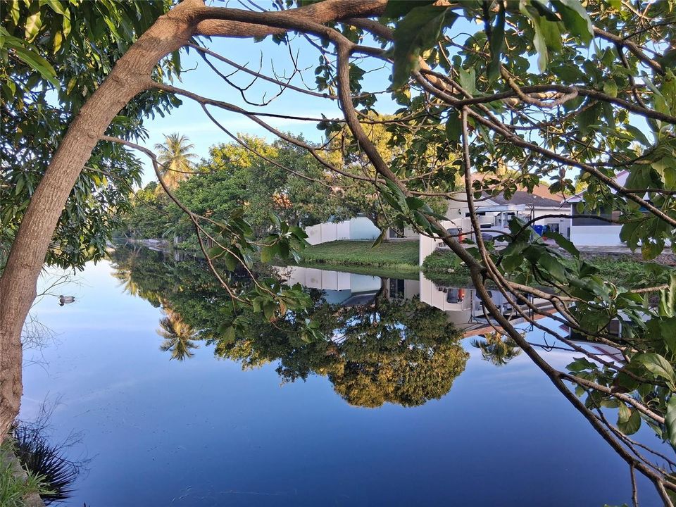 Avocado Tree by the canal