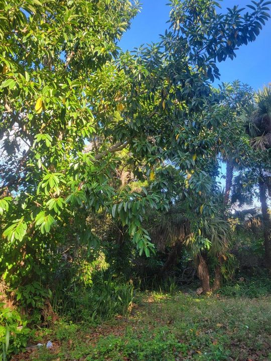 Left rear yard