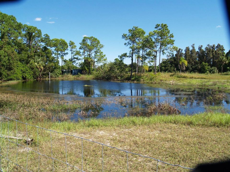 pond