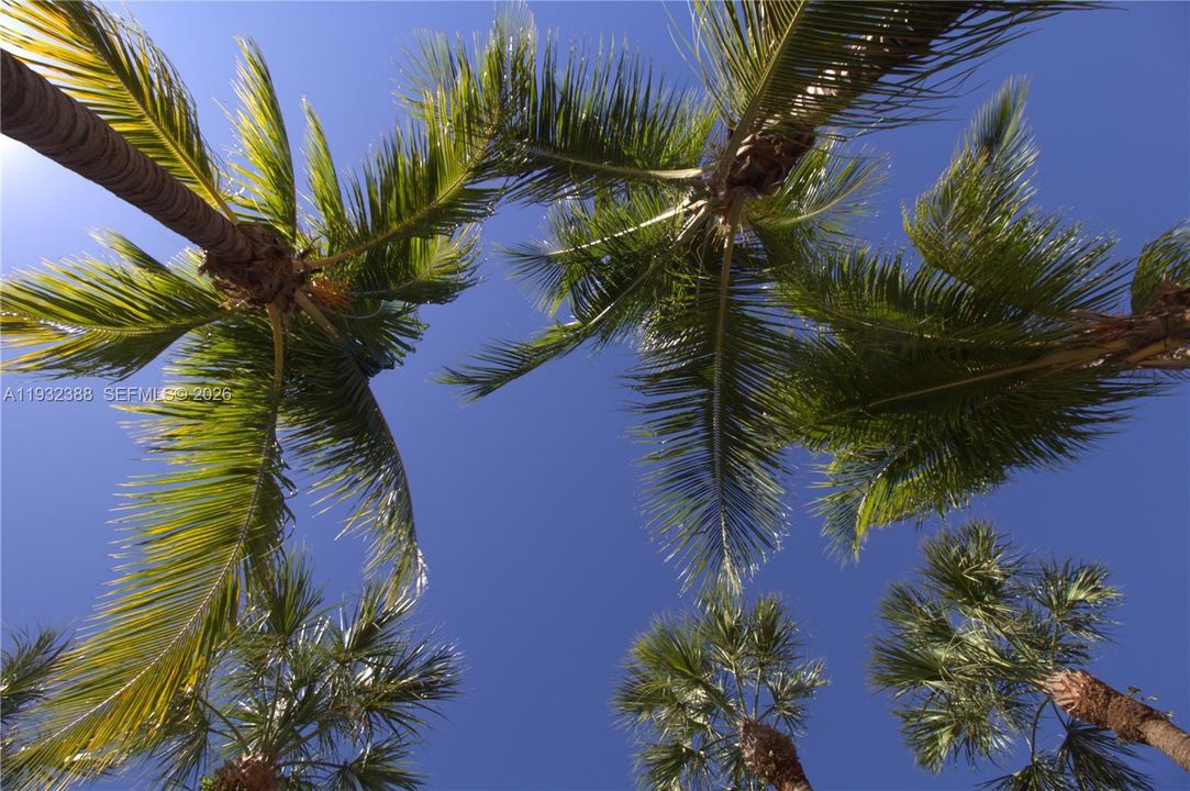 出租: $1,950 (1 贝兹, 1 浴室, 544 平方英尺)