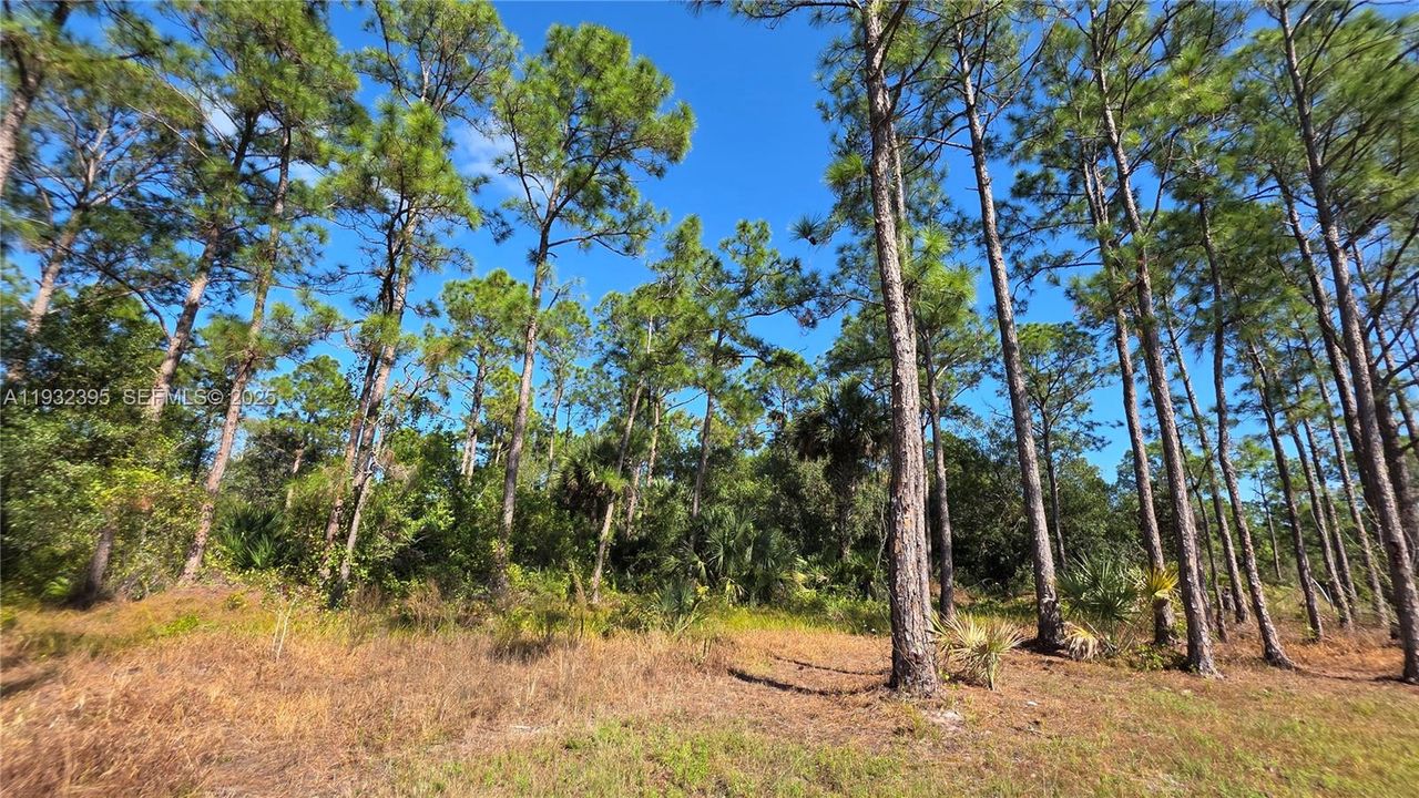 For Sale: $41,000 (1.25 acres)