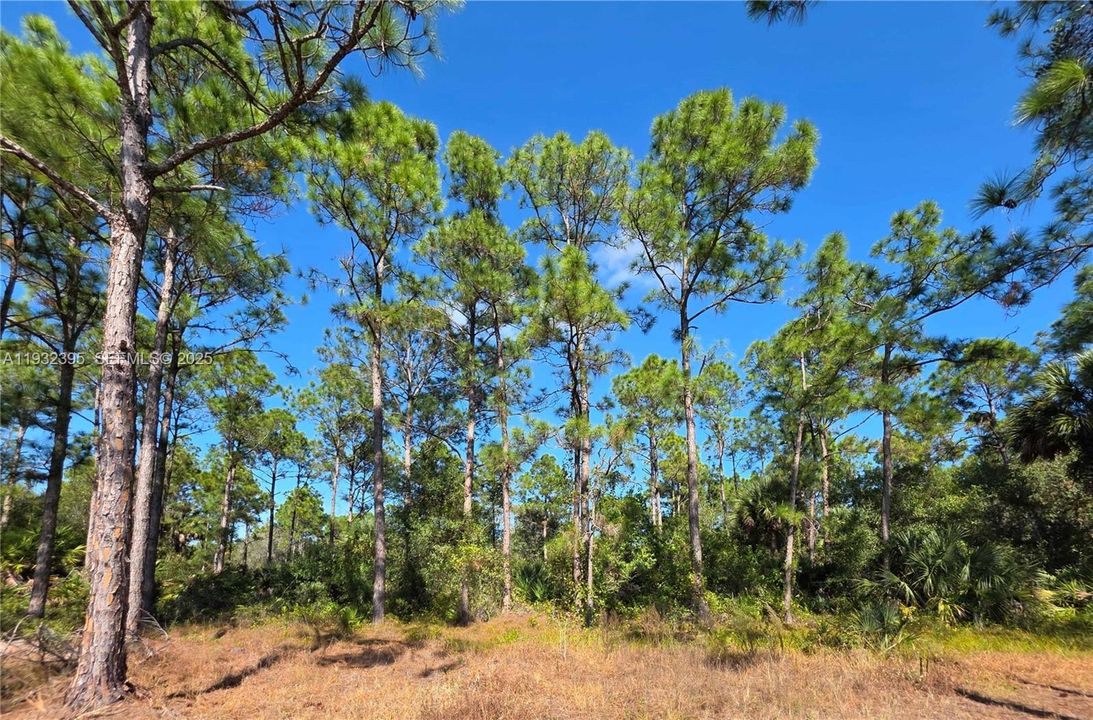 For Sale: $41,000 (1.25 acres)