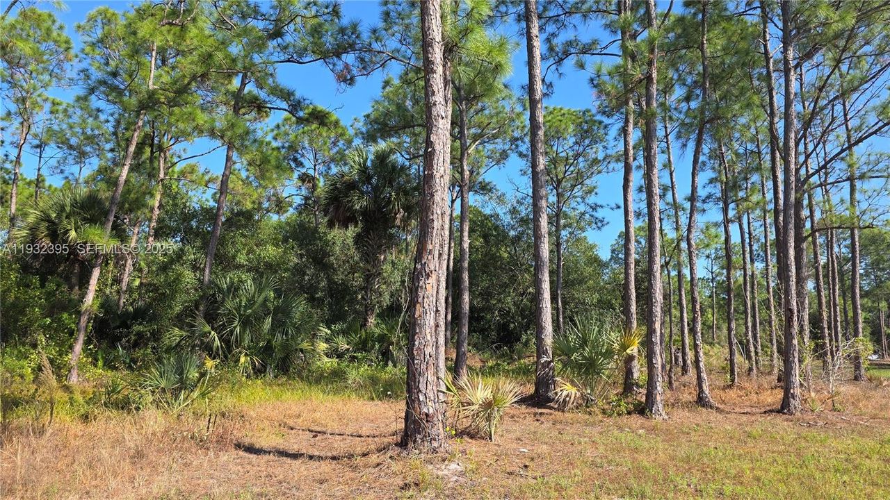 For Sale: $41,000 (1.25 acres)