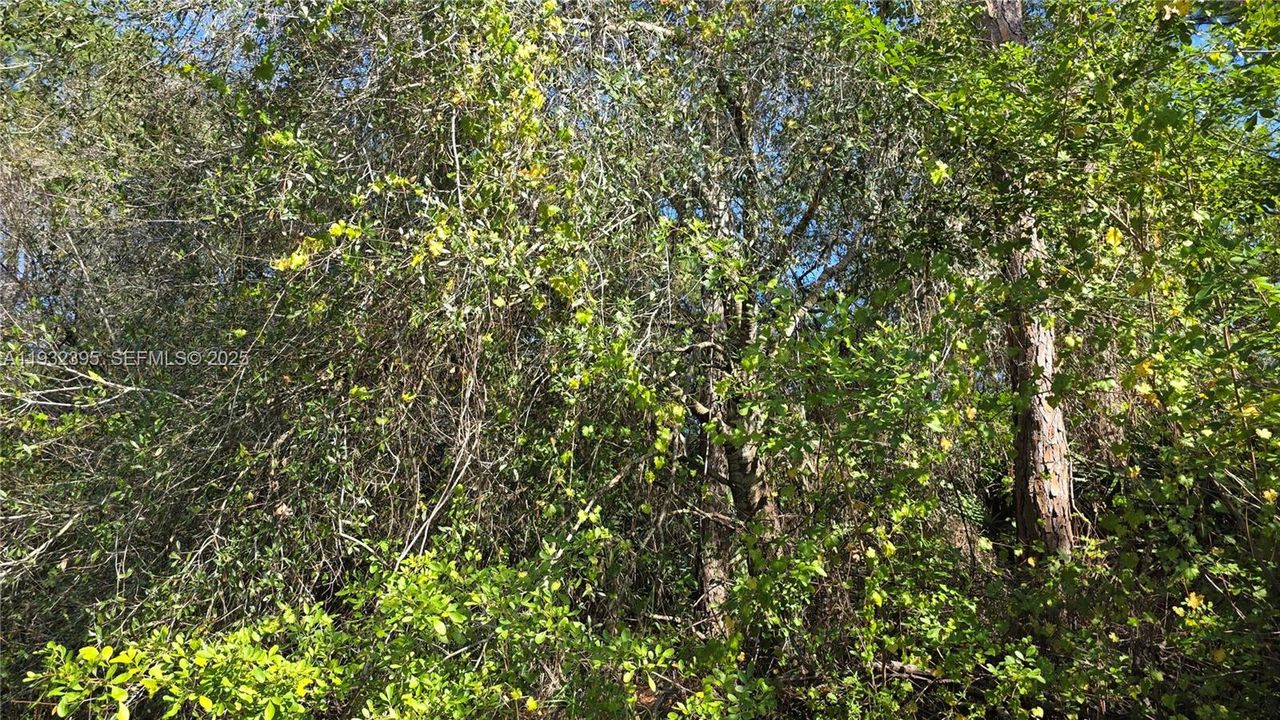 For Sale: $41,000 (1.25 acres)