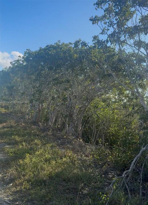 待售: $100,000 (5.00 acres)