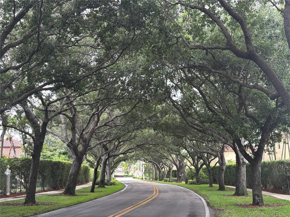 Mature tree lined streets