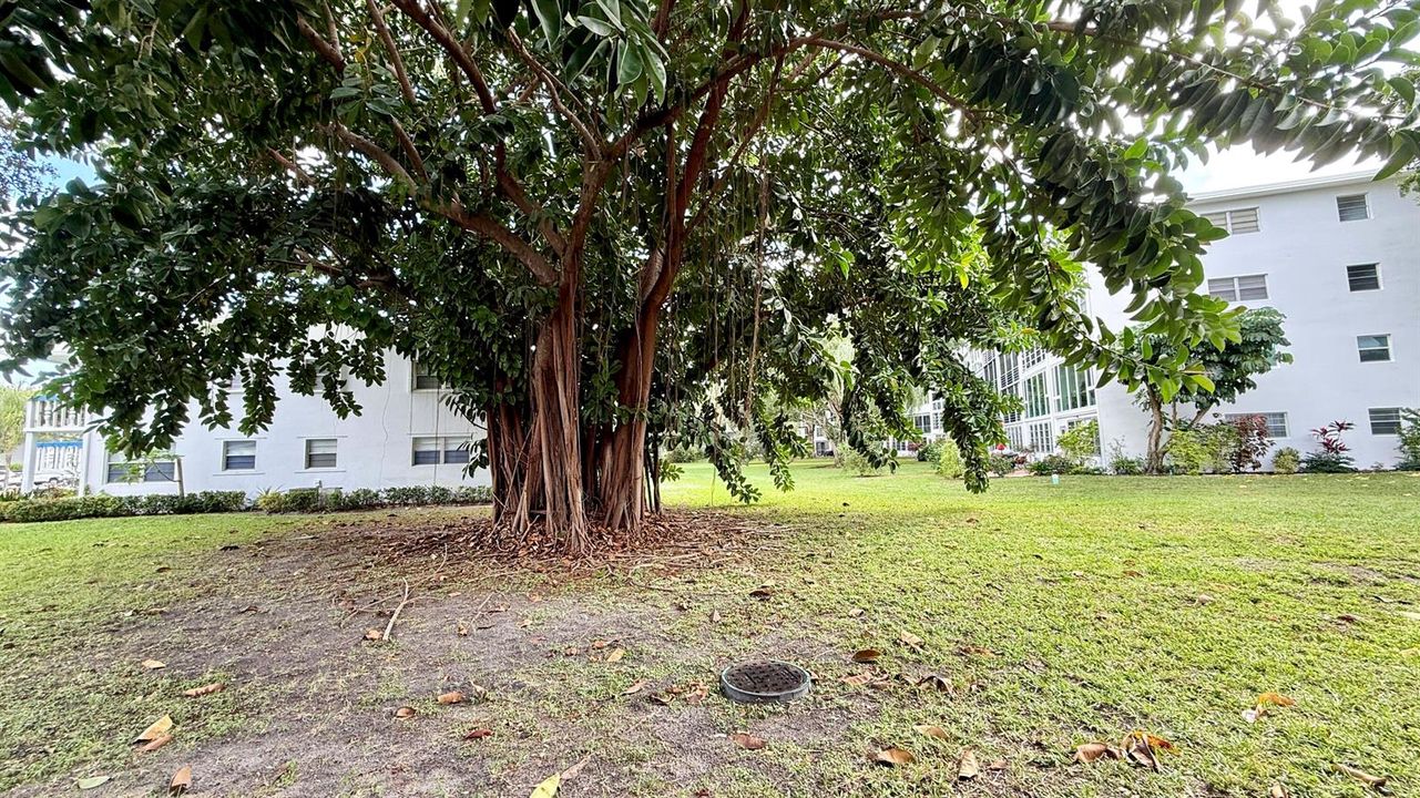 Rear View