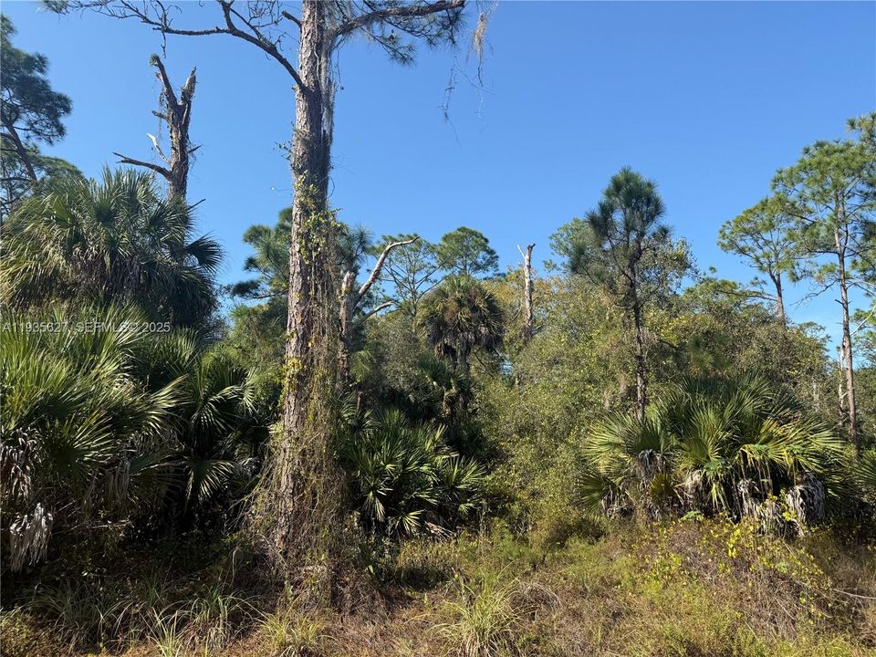 На продажу: $54,000 (1.25 acres)