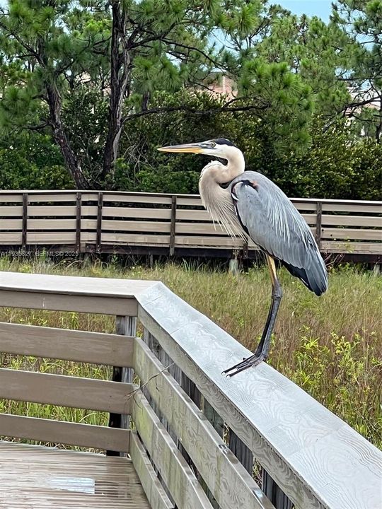 В аренду: $6,995 (3 спален, 2 ванн, 1914 Квадратных фут)
