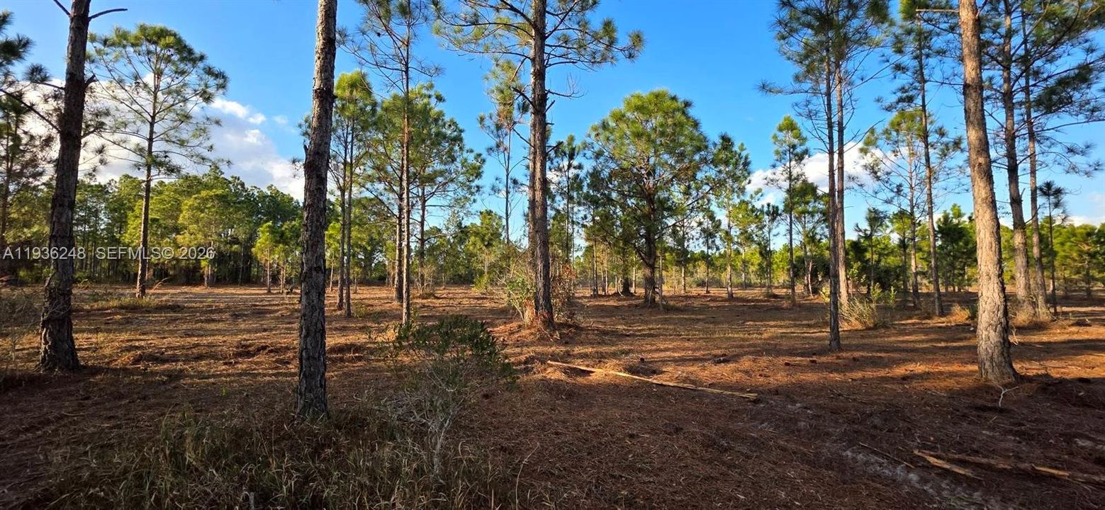 待售: $55,000 (1.25 acres)