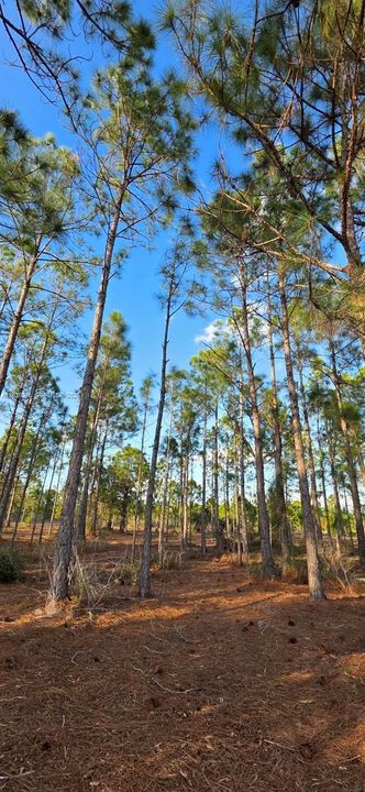 待售: $55,000 (1.25 acres)